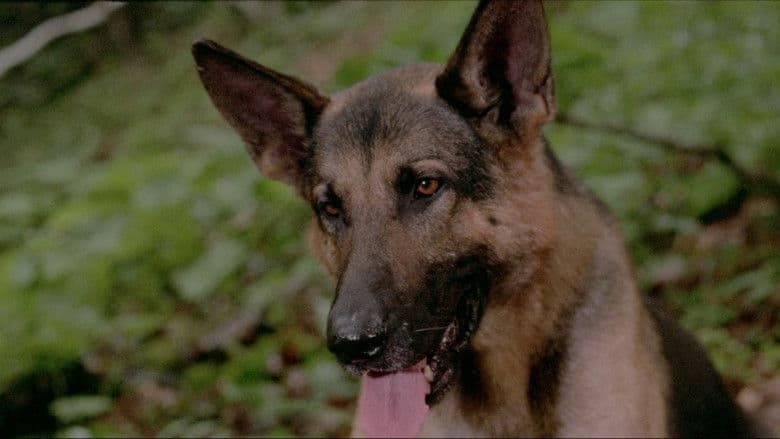 Scene from White Fang